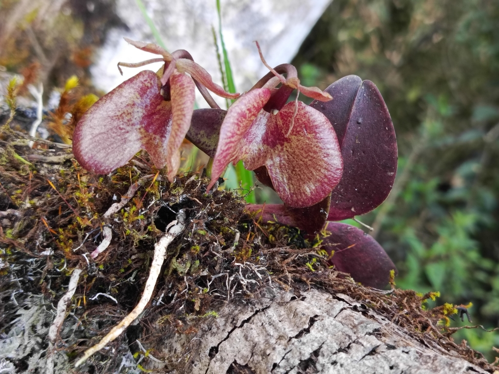 Epidendrum kockii Schltr.