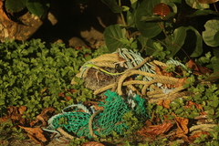 Cnemidophorus lemniscatus