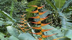 Heliconia latispatha image