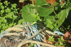 Cnemidophorus lemniscatus