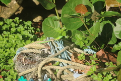 Cnemidophorus lemniscatus