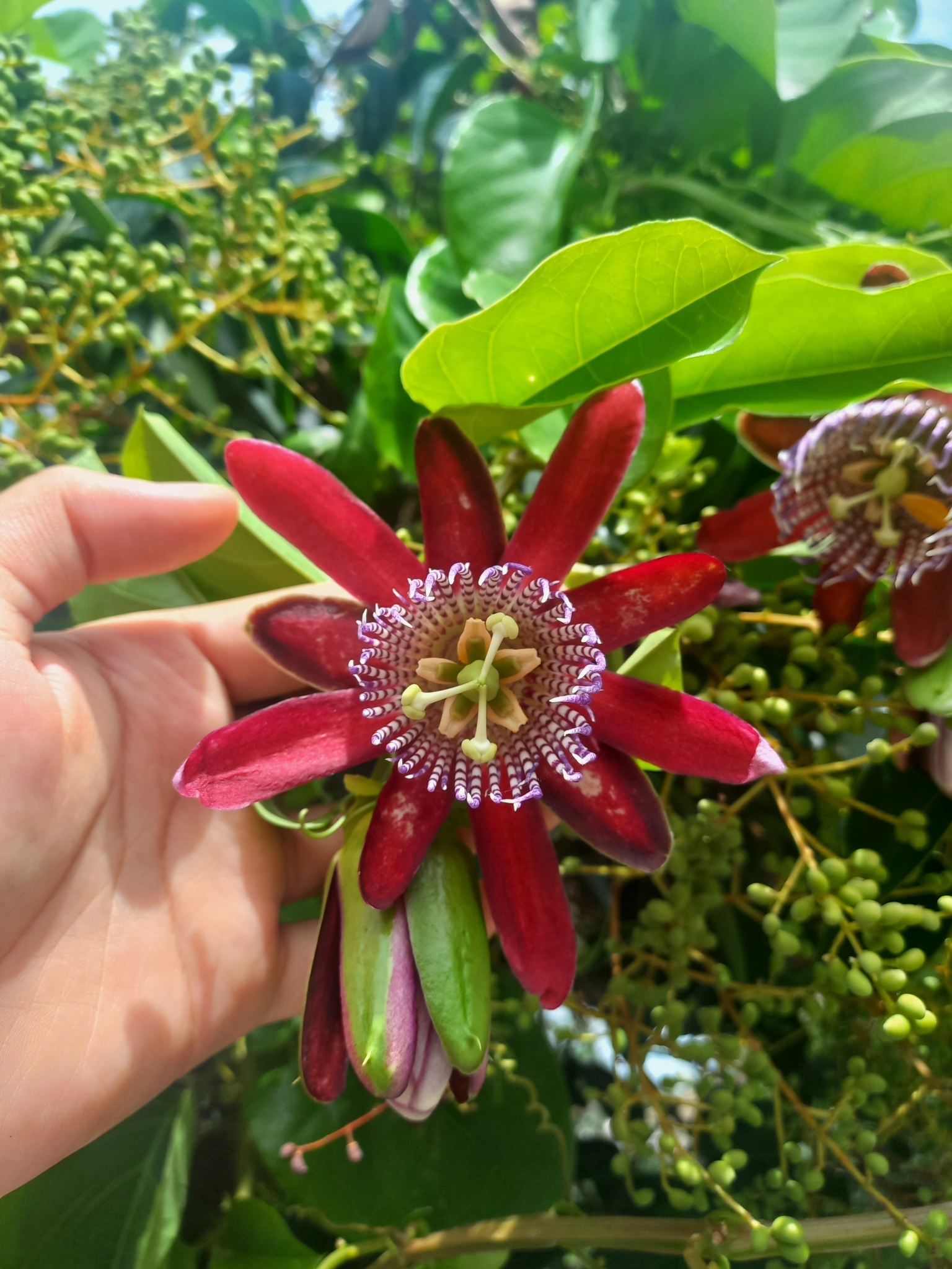 Imagem de Maracujá-Doce