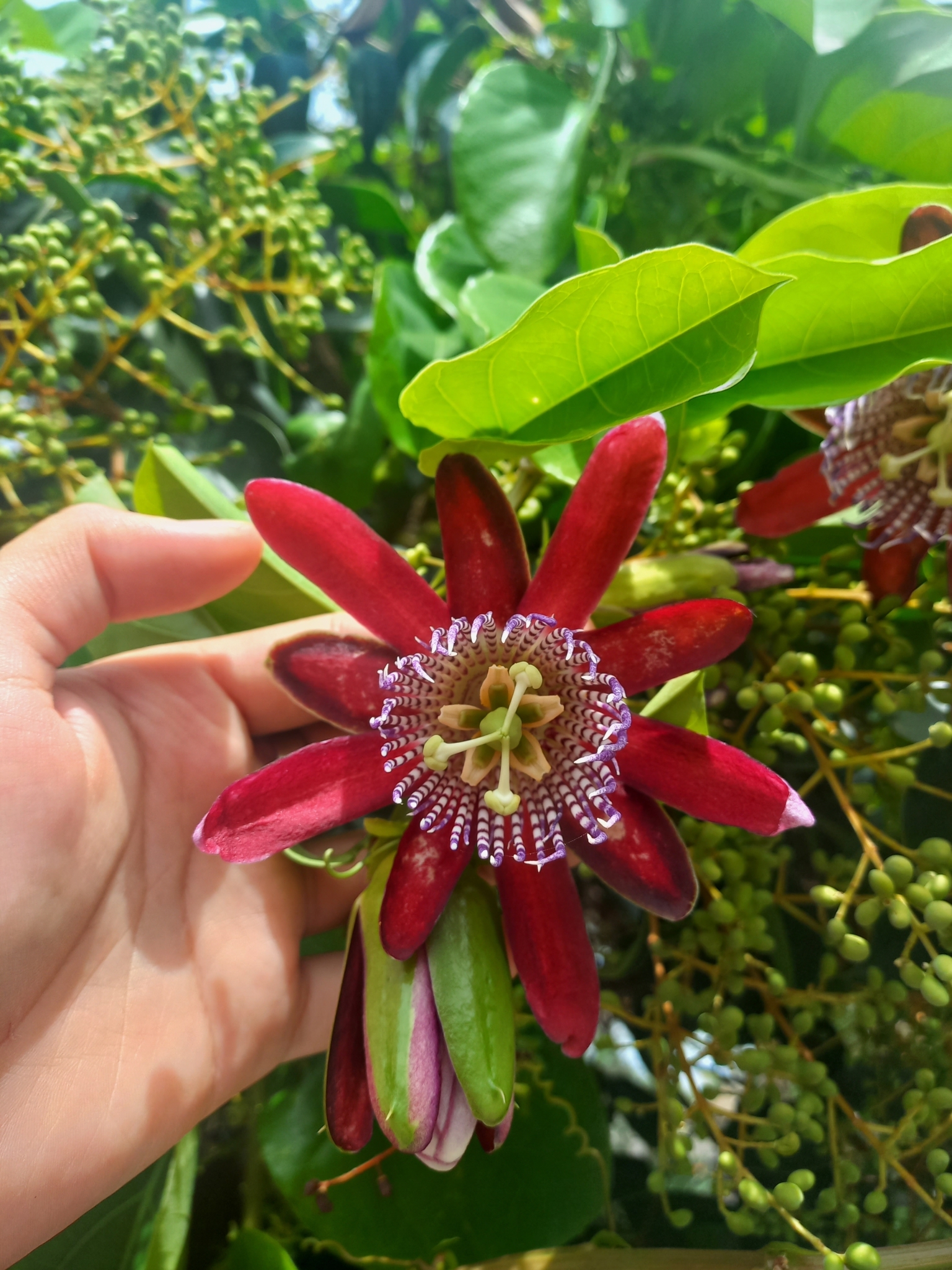Imagem de Maracujá-Doce