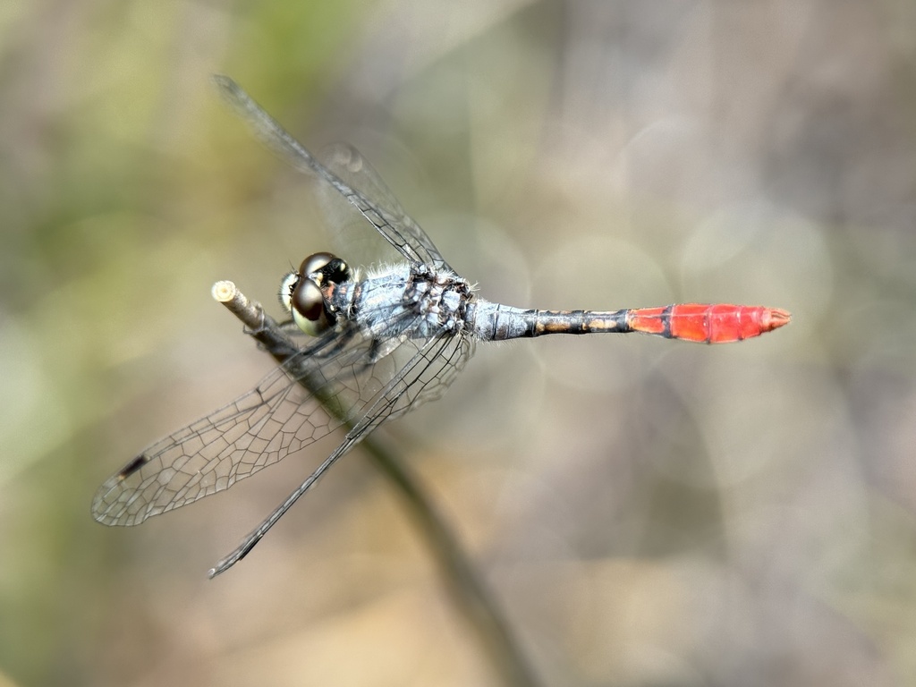 Australian Pygmyfly