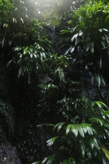 Cyclanthaceae