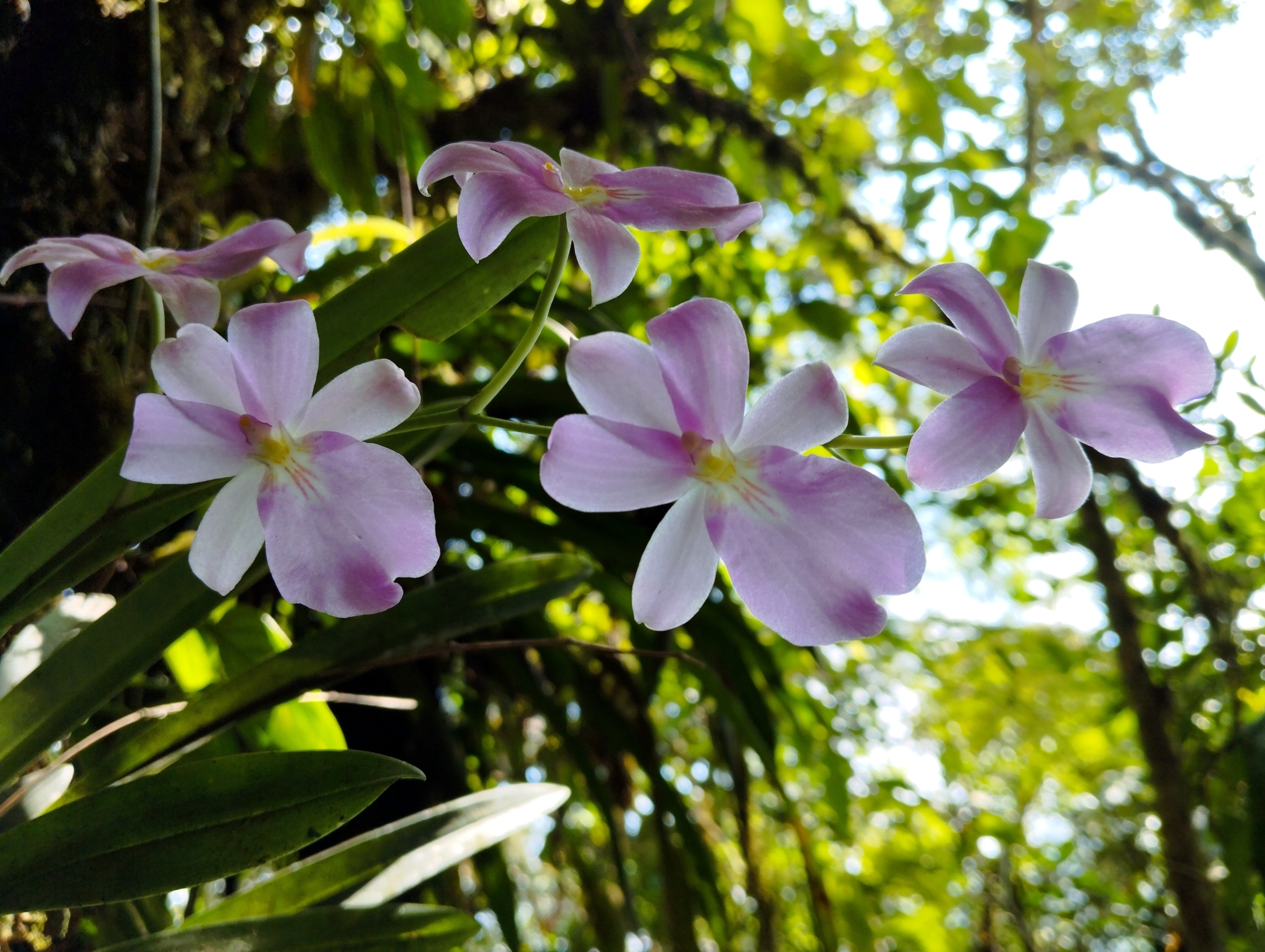 Imagem de Orquídea