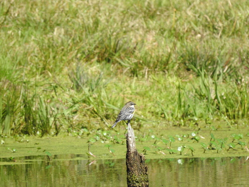 Yellow-rumped Warbler photographed in South Carolina