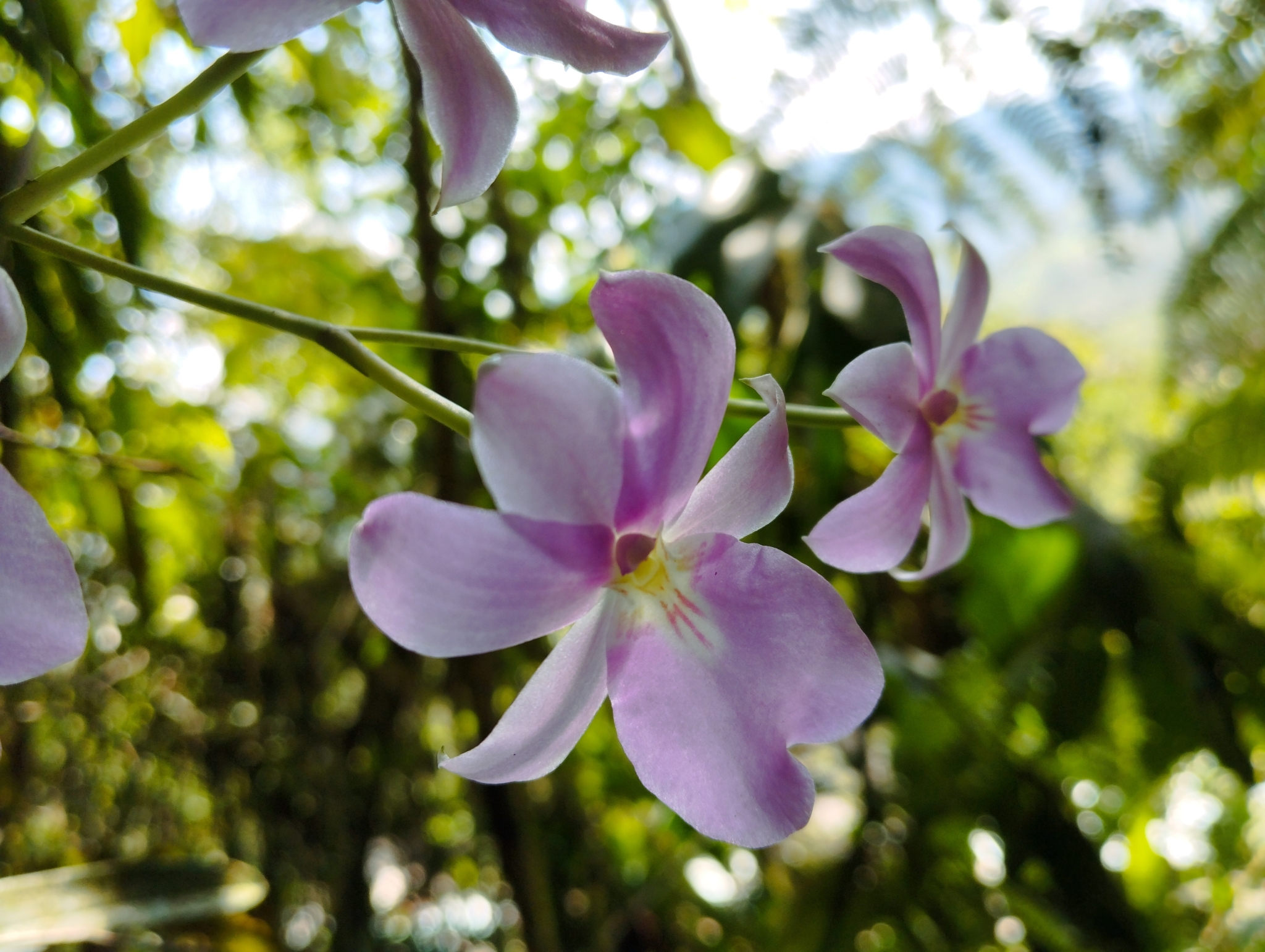 Imagem de Orquídea
