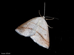 Petrophora subaequaria