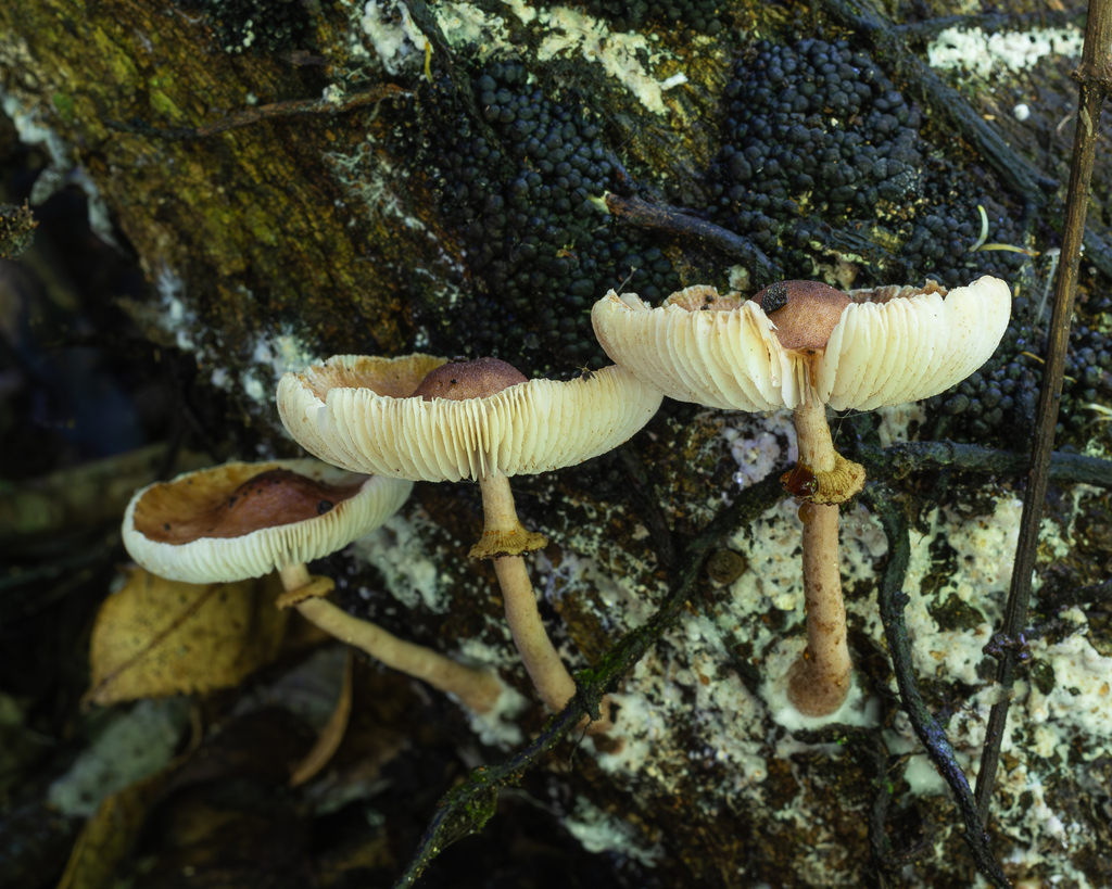 Macropsalliota mucrocystis