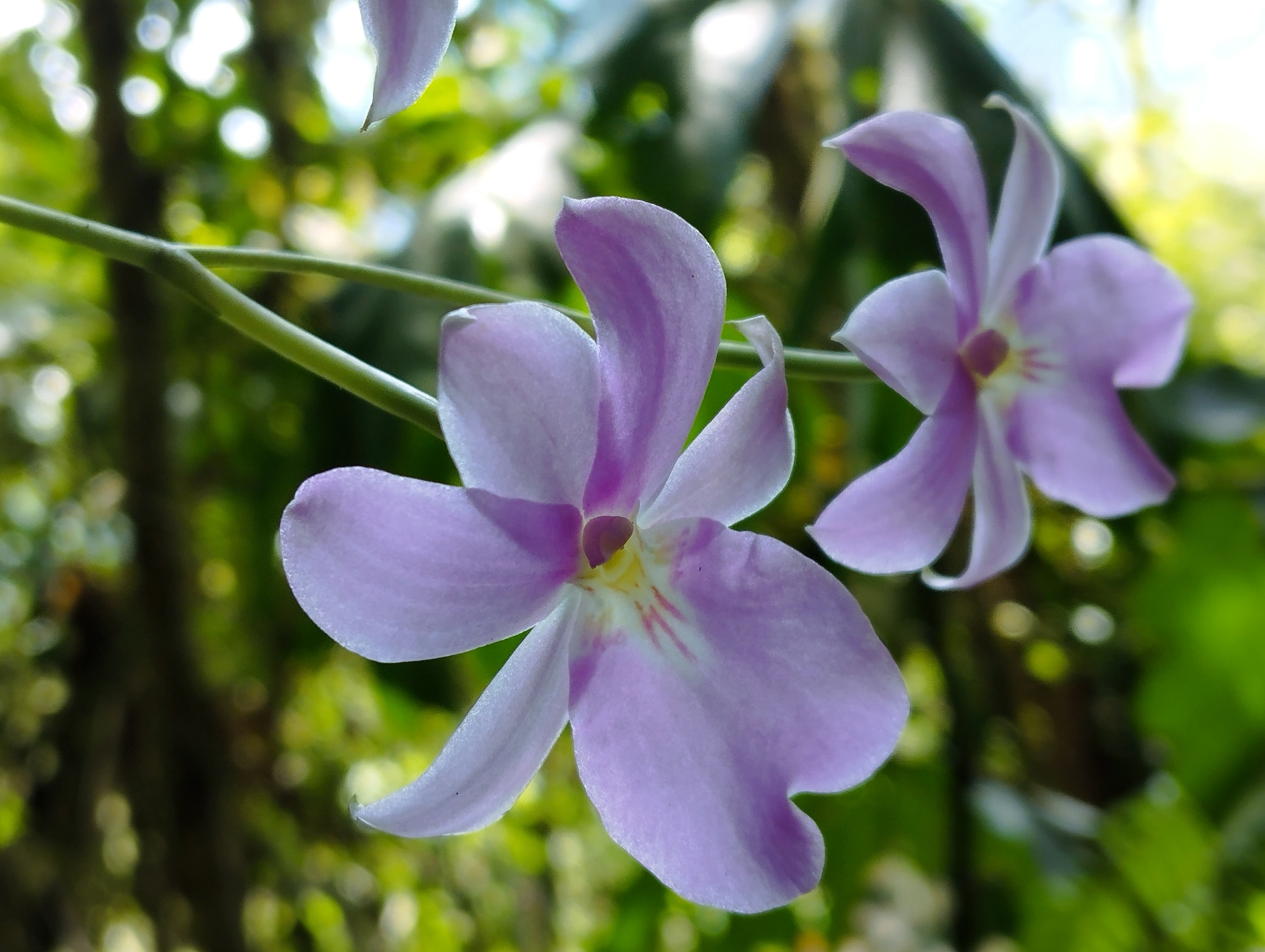 Imagem de Orquídea