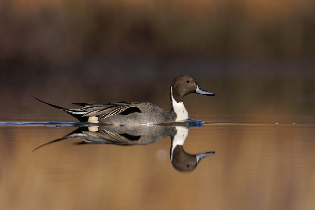 Northern Pintail