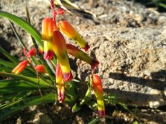 Lachenalia quadricolor
