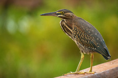 Striated Heron photo 6