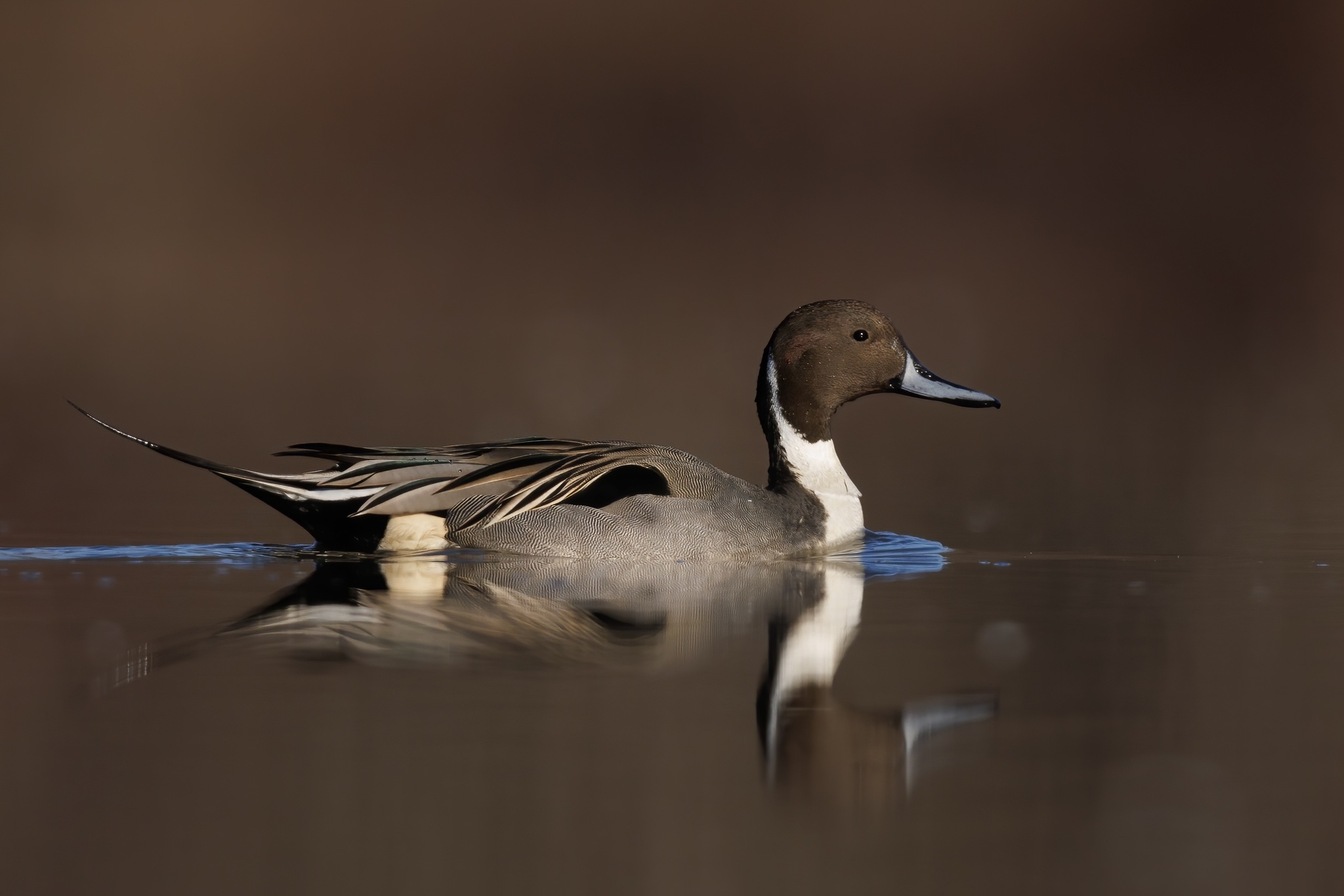Northern Pintail (Anas acuta)