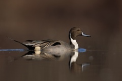 Northern Pintail photo 3
