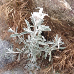 Pseudognaphalium microcephalum