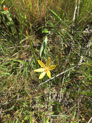 Triteleia ixioides