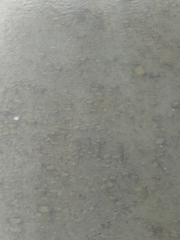 Catostomus catostomus