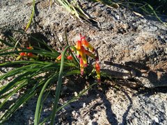 Lachenalia quadricolor