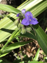 Tradescantia subaspera
