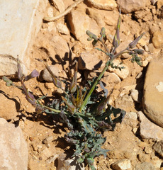 Lactuca undulata