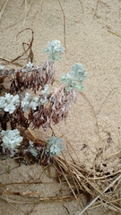 Artemisia stelleriana