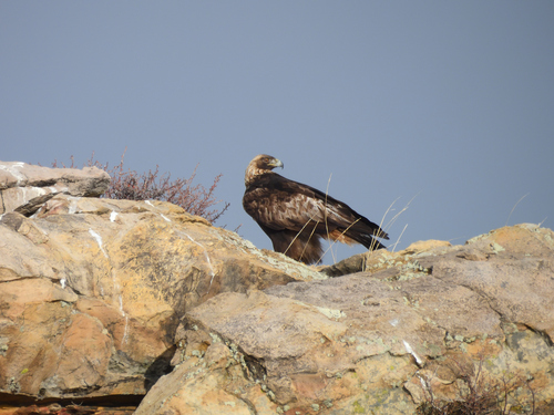 Golden Eagle photographed in Wyoming