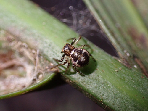 Tharpyna speciosa