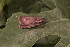 Peridroma saucia
