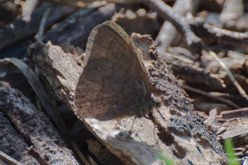 South Texas Satyr photo 3