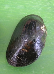 Hyridella australis