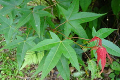 Acer serrulatum
