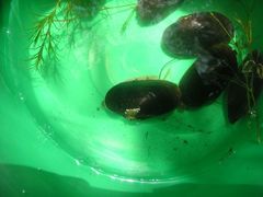 Hyridella australis