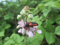 Stictoleptura cordigera