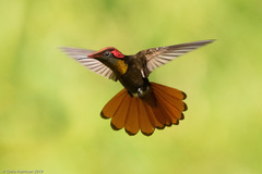 Chrysolampis mosquitus
