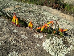 Lachenalia quadricolor