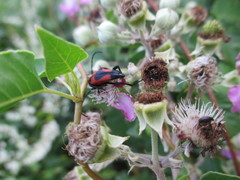 Stictoleptura cordigera