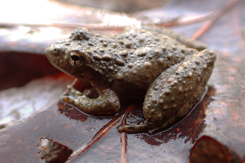 Blanchard's Cricket Frog photographed in Iowa