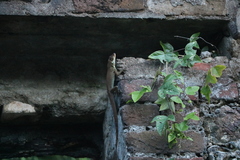 Anolis richardii