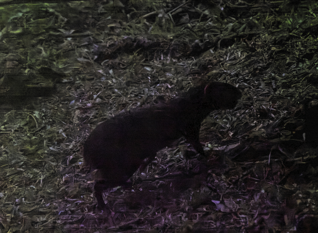 Red-rumped Agouti from Tobago, Trinidad and Tobago on December 13, 2023 ...