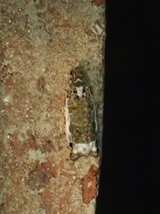 Proteoteras naracana