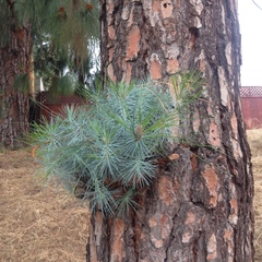 Pinus coulteri