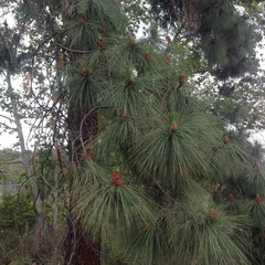 Pinus coulteri