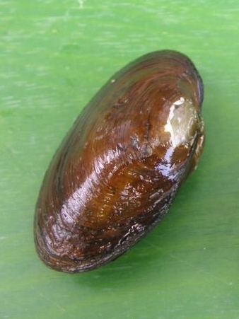 Hyridellini