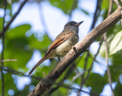 Rufous-tailed Flycatcher (Myiarchus validus), photo 3