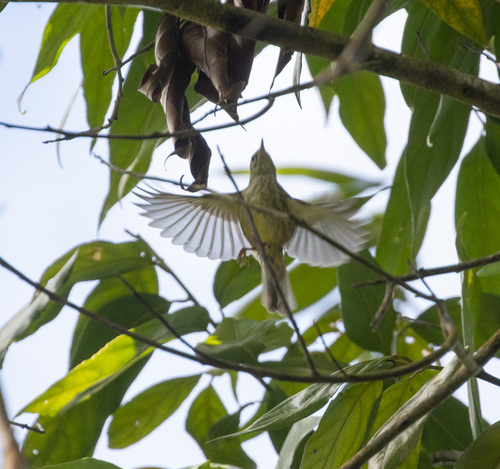 Arrowhead Warbler (Setophaga pharetra), photo 3