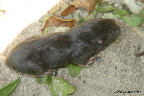 Smoky Pocket Gopher