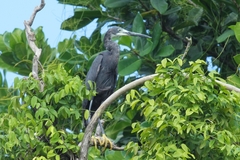 Egretta garzetta dimorpha