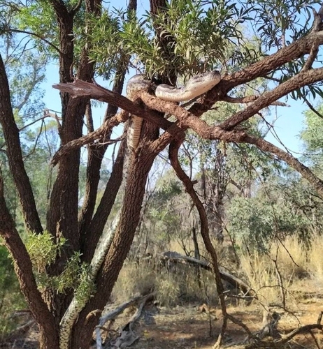 Carpet Python sighting
